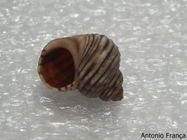 sea snail