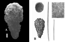 Halichondria latrunculioides