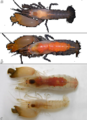 Synalpheus dardeaui (Ros & Duffy, 2007):, author: A. Anker