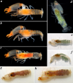 Synalpheus brooksi Coutire, 1909, author: A. Anker & E. Tth