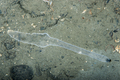 Echiura (spoon worms)