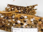 Molluscs