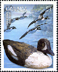 Canadian Postage Stamp (2006): Barrow's golden eye, author: National Archives of Canada