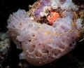 Calcarea
