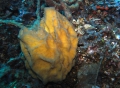 Calcarea