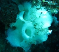 Calcarea