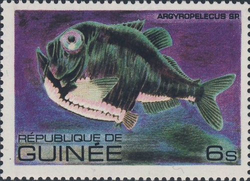 Argyropelecus sp. Argyropelecus sp.