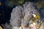 Hydrozoa (hydroids)