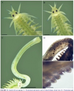 Eumida delicata as fig.13 from Oliveira et al (2015)