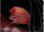 Prohyperia shihi female