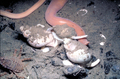 Isopoda