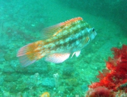 Symphodus (Crenilabrus) bailloni - (Baillon's wrasse)