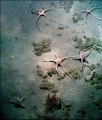 Muddy bottom in 50 m of depth, author: Martin Rauschert