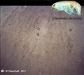 Amphipoda