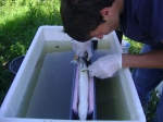 Tagging of eel