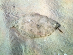 Pleuronectiformes