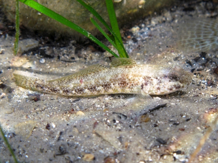 Gobius couchi (female)