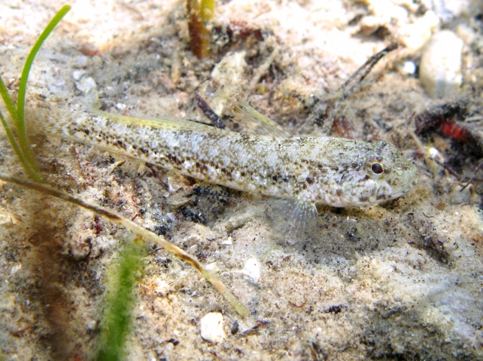 Gobius couchi (male)