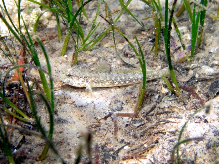 Gobius couchi (male)