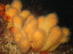 Alcyonium digitatum Linnaeus, 1758, author: Daniel Vaulot Alcyonium digitatum Linnaeus, 1758, author: Daniel Vaulot