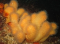 Octocorallia