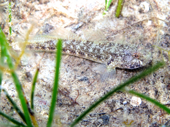 Gobius couchi (male)