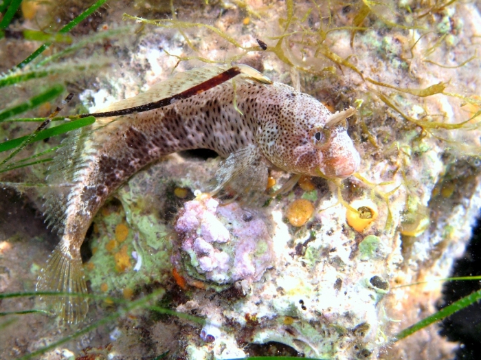 Parablennius tentacularis (male)