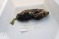 Hamingia arctica from cod stomach