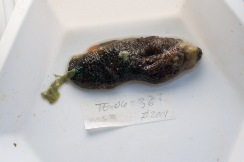 Hamingia arctica from cod stomach Hamingia arctica from cod stomach