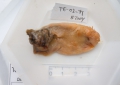 Echiura (spoon worms)