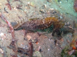 Syngnathiformes