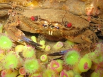 Hexacorallia