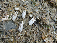 foto 107521