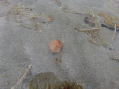 foto 107525