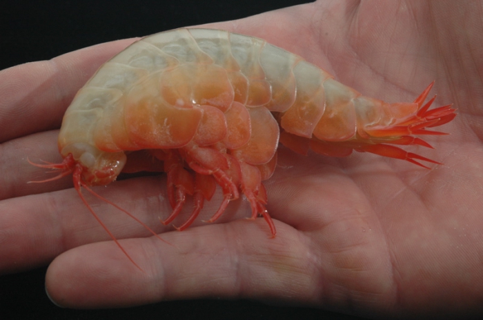 Eurythenes gryllus Eurythenes gryllus