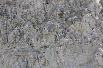 Breeding colony of black-legged kittiwake (Rissa tridactyla) near Cap Blanc-Nez, France (2015.04.28).