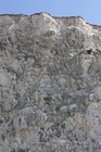 Breeding colony of black-legged kittiwake (Rissa tridactyla) near Cap Blanc-Nez, France (2015.04.28).