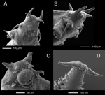 Antonbruunia sociabilis Mackie, Oliver & Nygren, 2015 (Fig. 3)