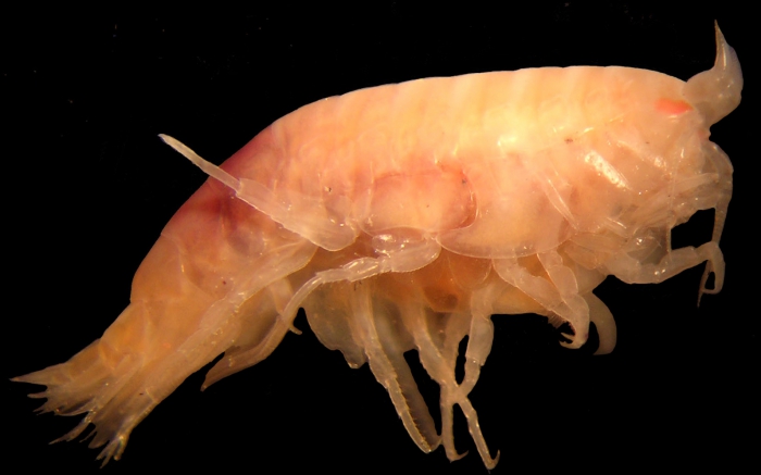 Paracallisoma alberti Paracallisoma alberti