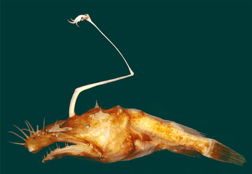 Lasiognathus dinema Lasiognathus dinema