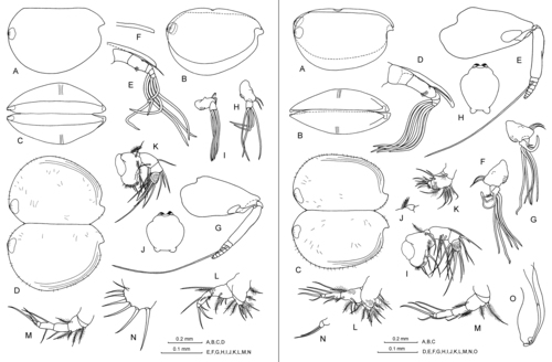 Archiconchoecia (Archiconchoecia) striata G.W. Müller, 1894 Archiconchoecia (Archiconchoecia) striata G.W. Müller, 1894