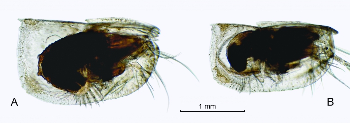 Alacia alata (G.W. Müller, 1906)