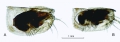 Alacia alata (Müller, 1906)