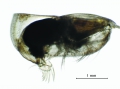 Alacia leptothrix (G.W. Müller, 1906)