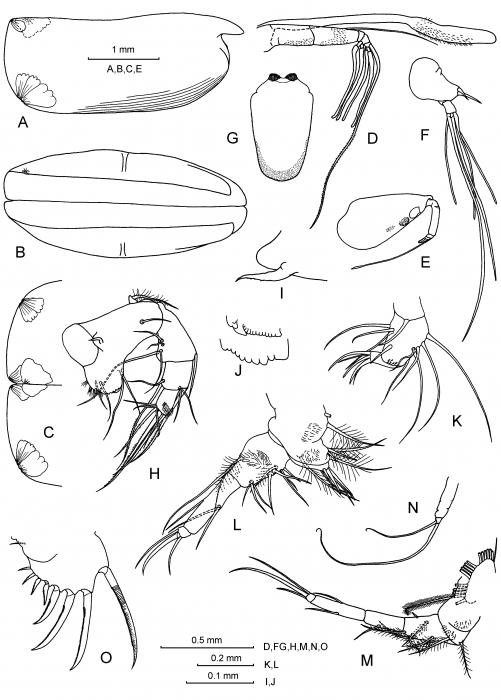 Alacia leptothrix (G.W. Müller, 1906)