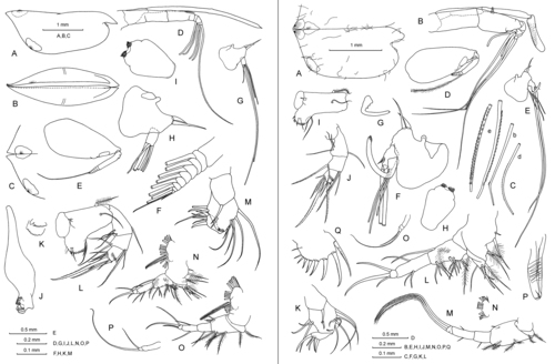 Conchoecetta acuminata Claus, 1890