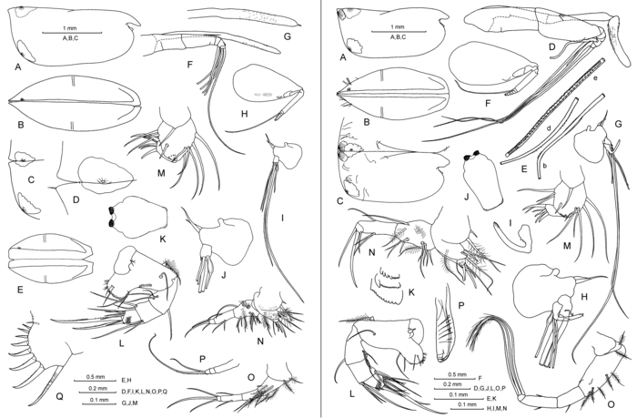 Conchoecetta giesbrechti (G.W. Müller, 1906)