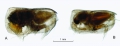 Conchoecia lophura G.W. Müller, 1906