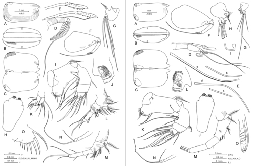 Conchoecia lophura G.W. Müller, 1906 Conchoecia lophura G.W. Müller, 1906