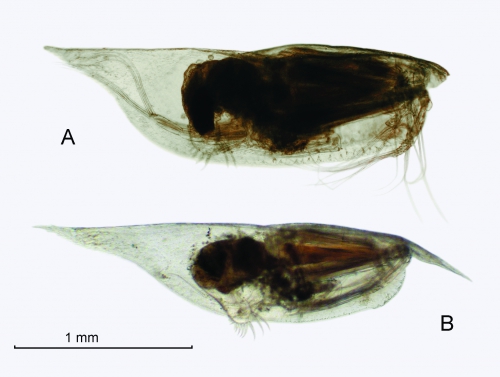 Conchoecilla sp. Conchoecilla sp.
